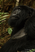 MOUNTAIN GORILLAS OF RWANDA